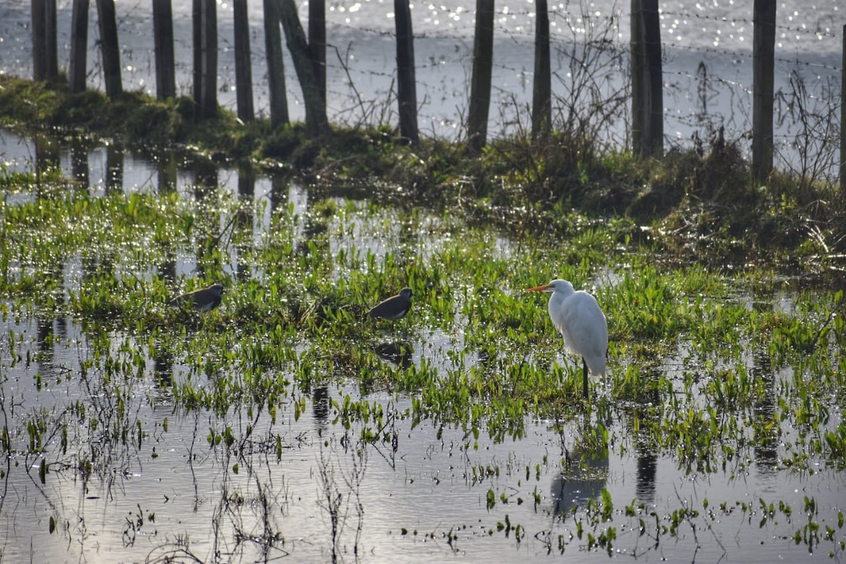 Great Egret - ML620611142