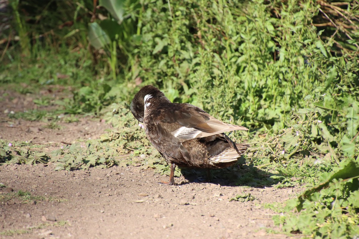 Mallard (Domestic type) - ML620611143