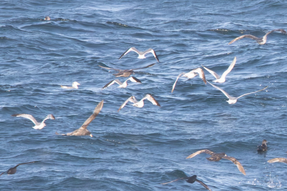 Sabine's Gull - ML620611144