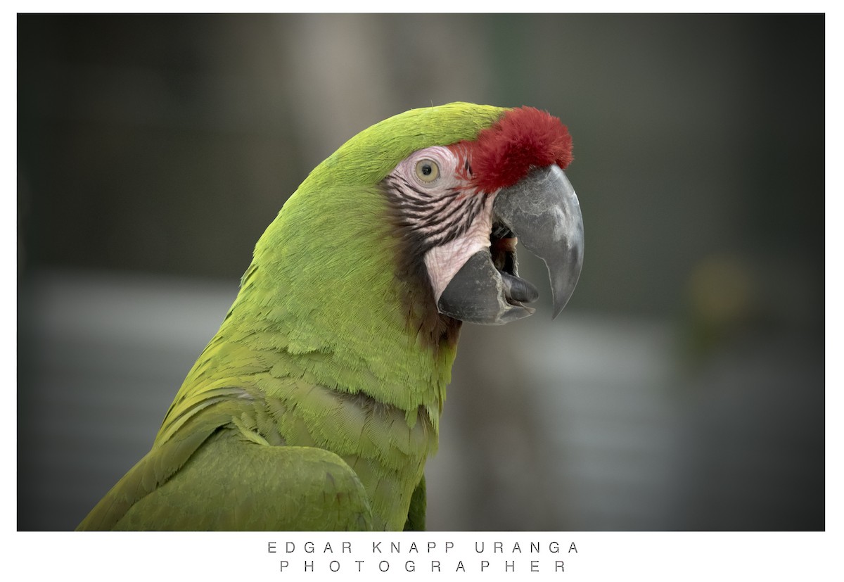 Military Macaw - Edgar Knapp Uranga