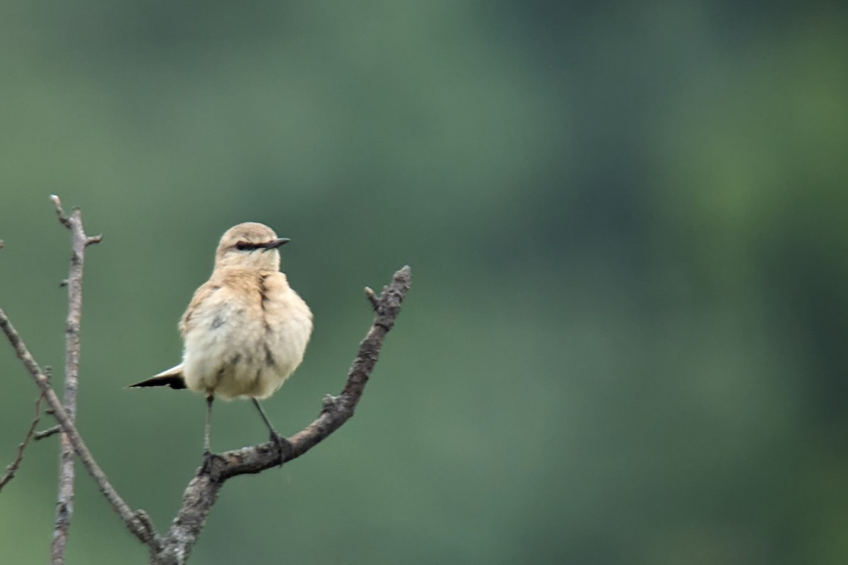 Isabelline Wheatear - ML620611150