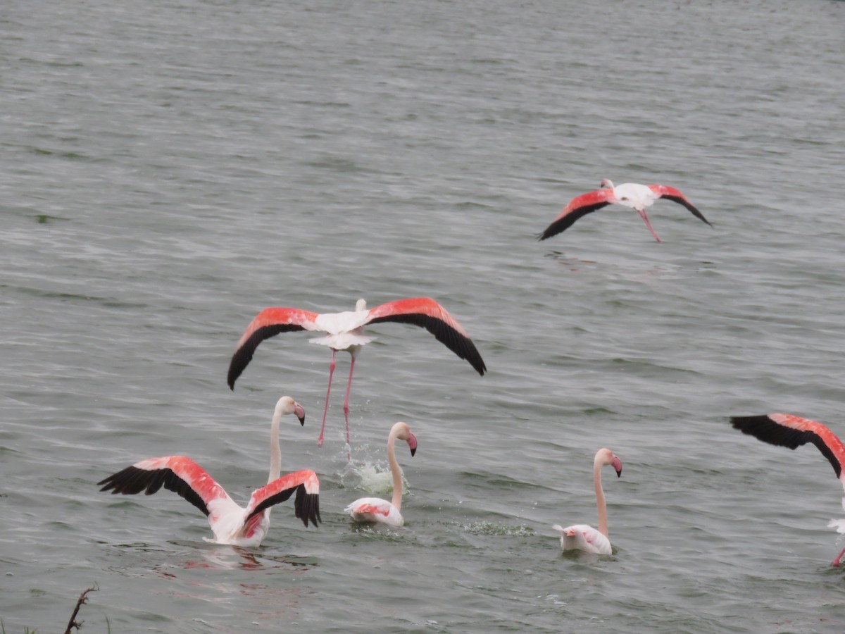 Greater Flamingo - ML620611153