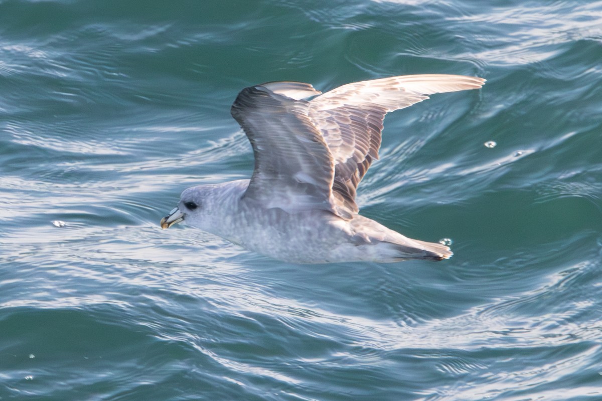 Northern Fulmar - ML620611155