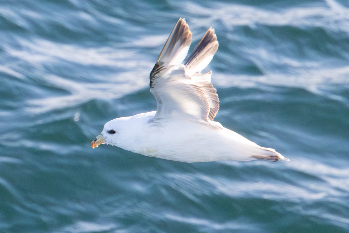 Northern Fulmar - ML620611156