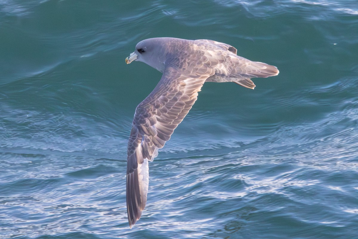 Northern Fulmar - ML620611158