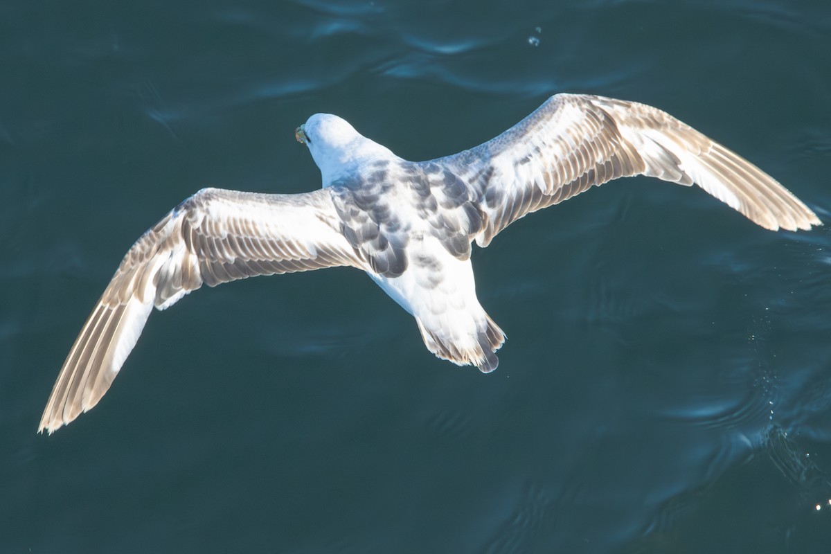 Northern Fulmar - Dylan Osterhaus