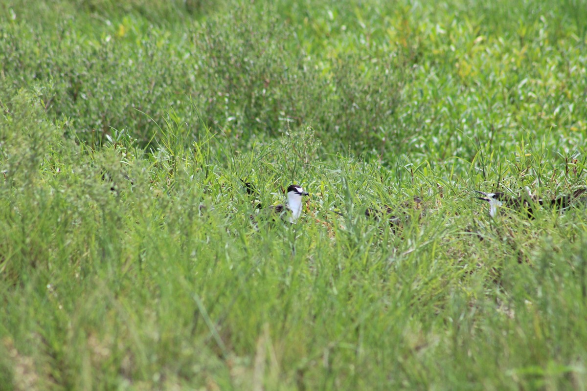 Sooty Tern - ML620611160