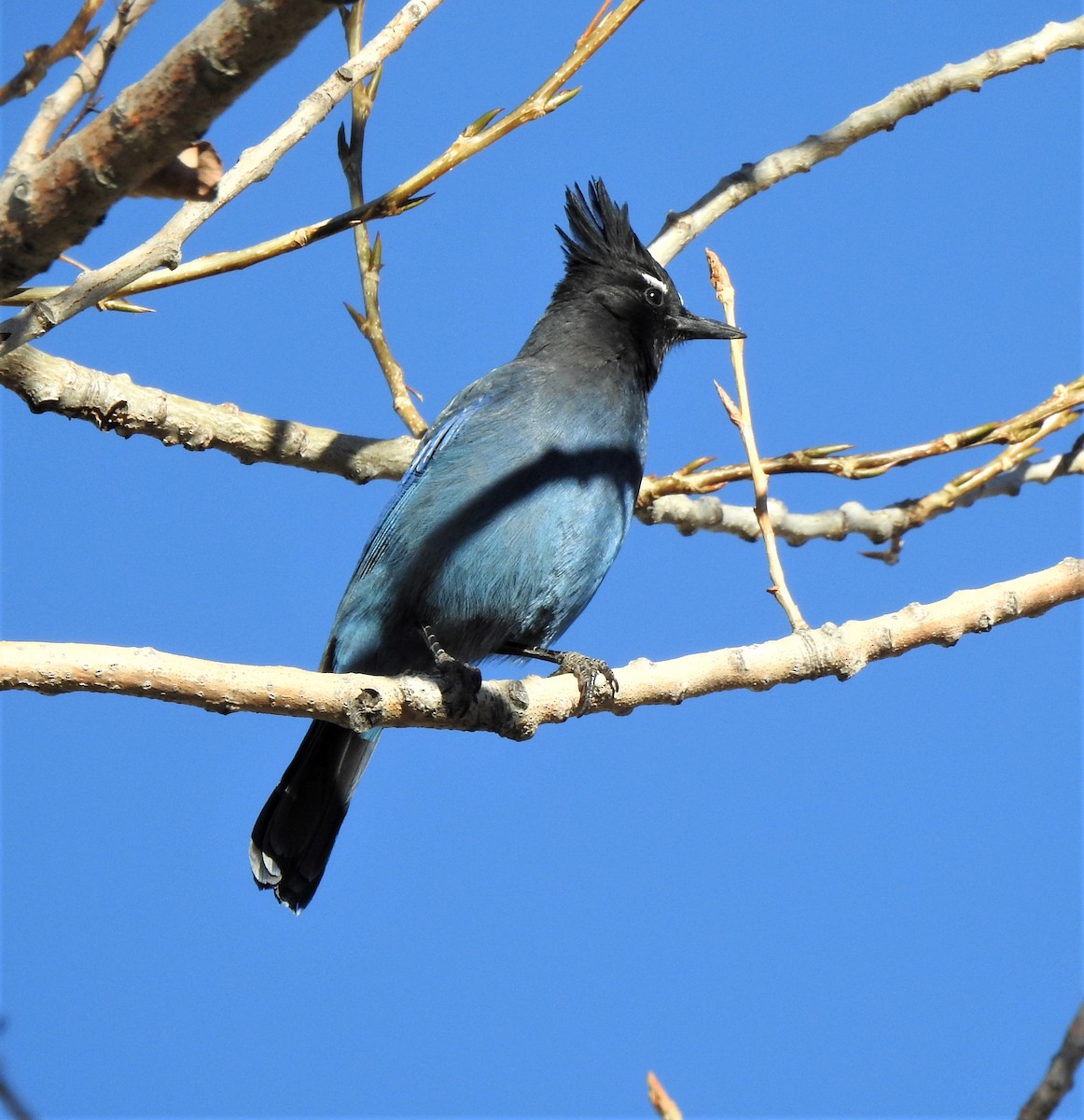 Steller's Jay (Southwest Interior) - ML620611162