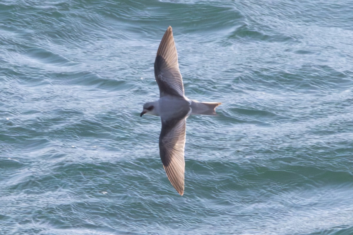 Fork-tailed Storm-Petrel - ML620611163