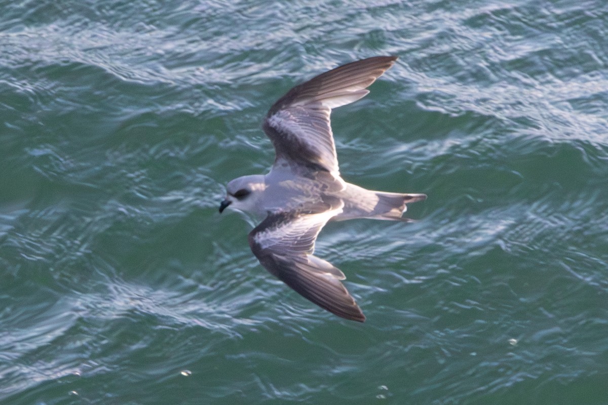 Fork-tailed Storm-Petrel - ML620611165