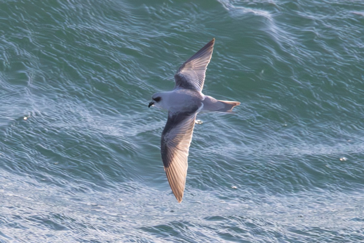 Fork-tailed Storm-Petrel - ML620611166