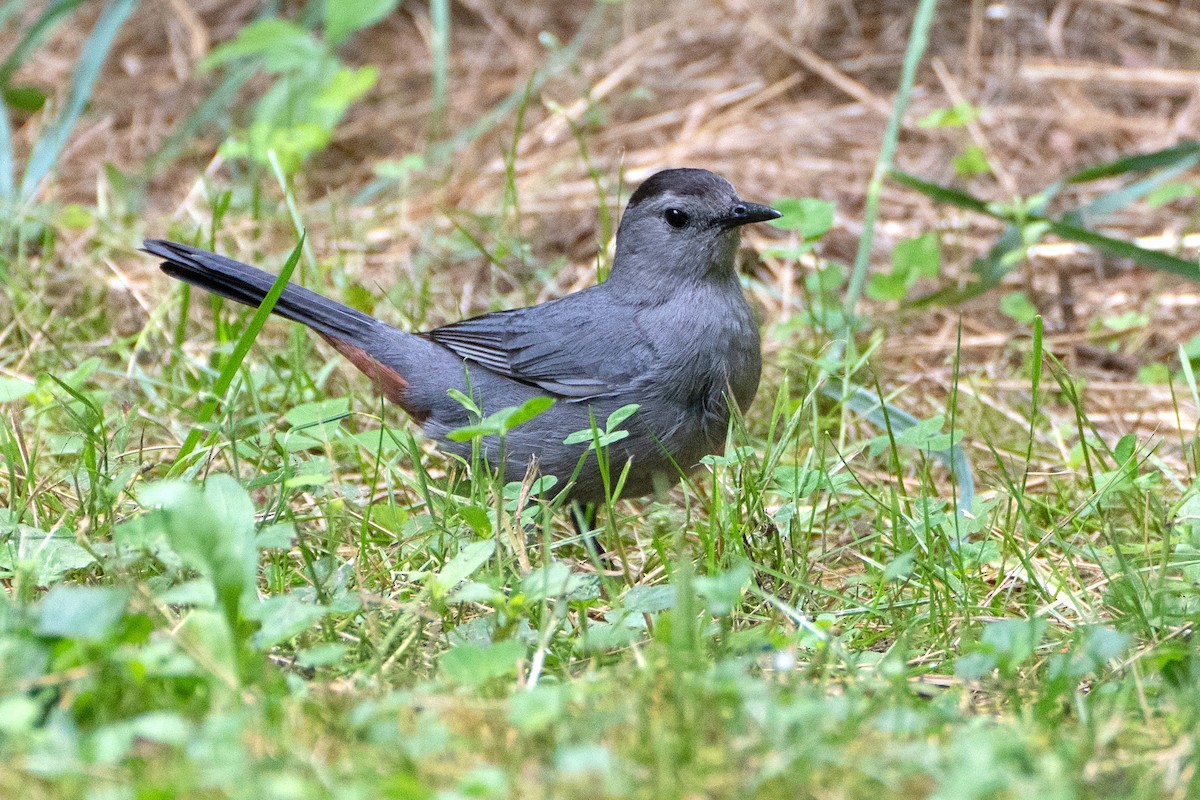 Gray Catbird - ML620611171