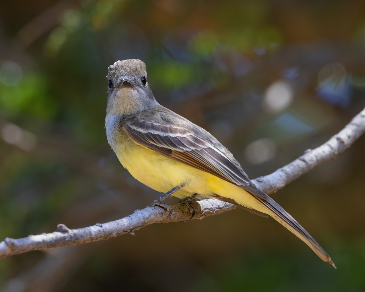 Great Crested Flycatcher - ML620611174
