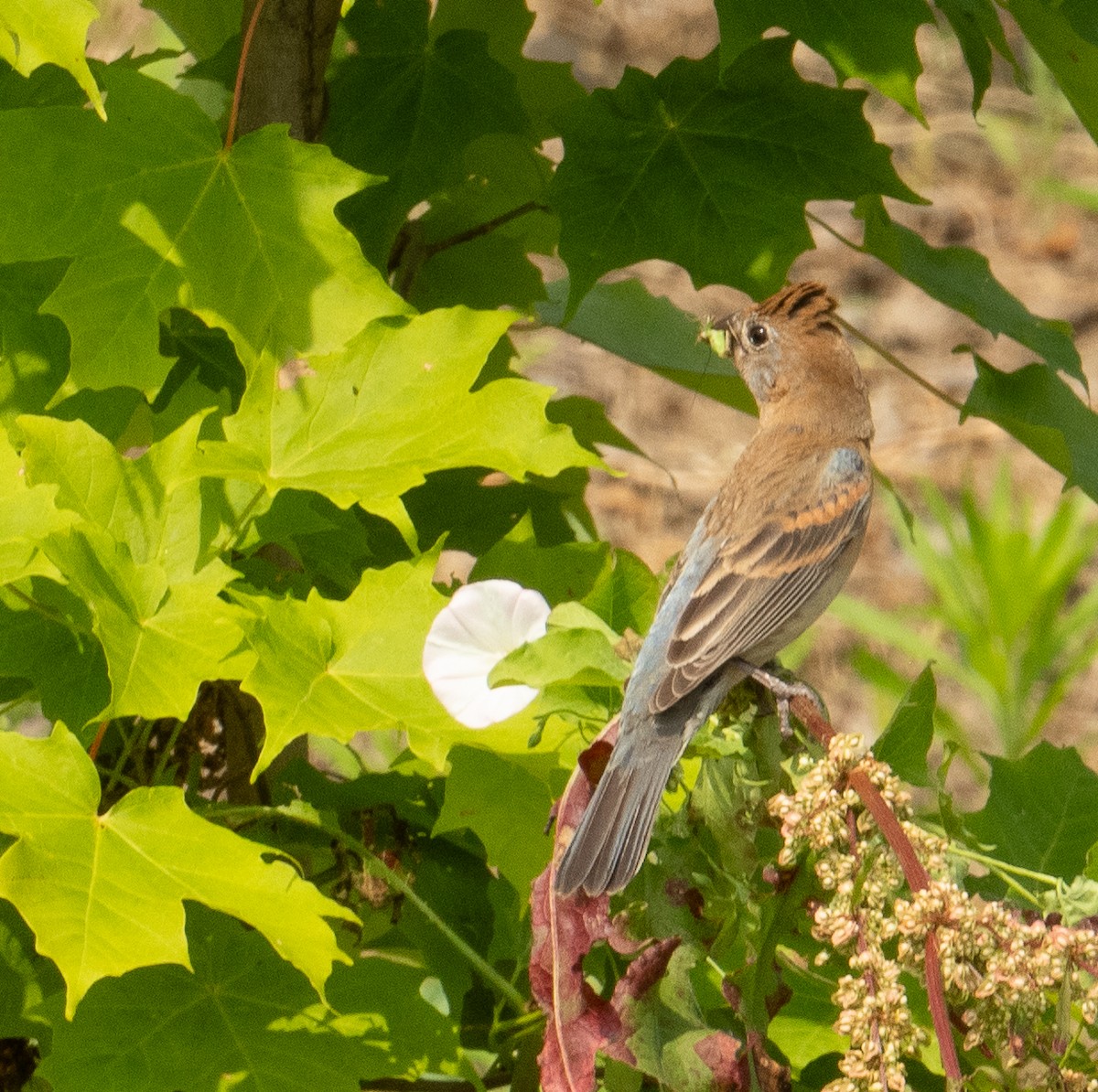 Blue Grosbeak - ML620611186