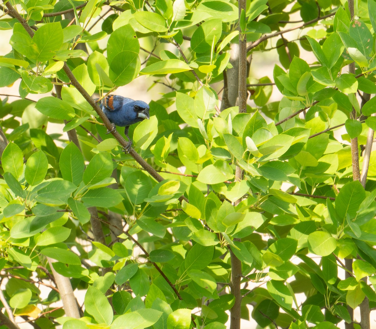 Guiraca bleu - ML620611188