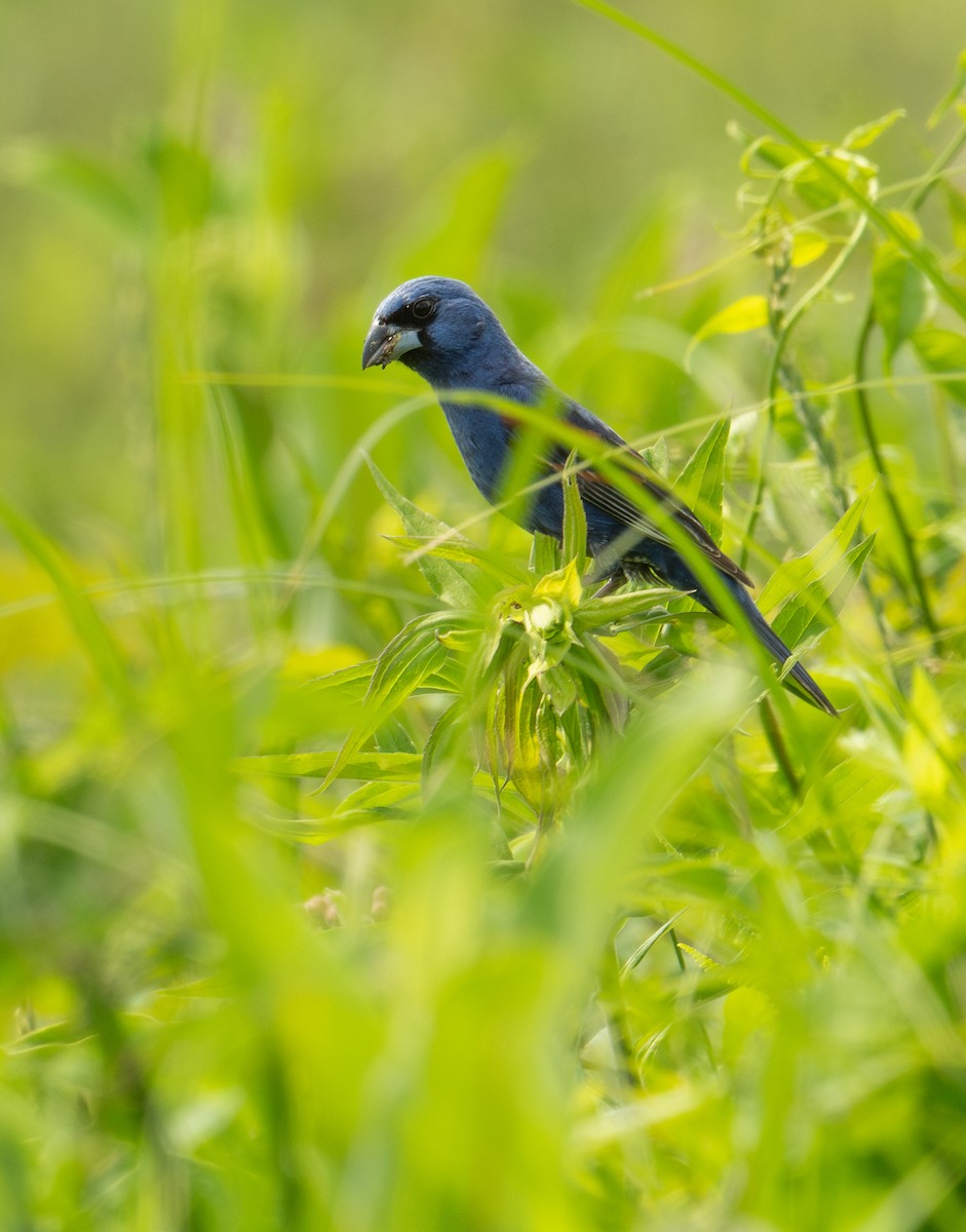 Blue Grosbeak - ML620611190