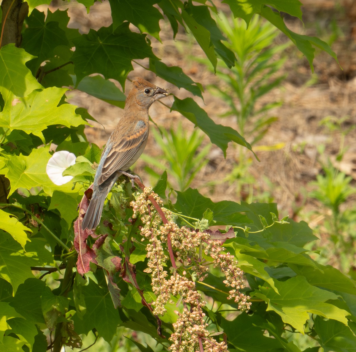 Blue Grosbeak - ML620611191