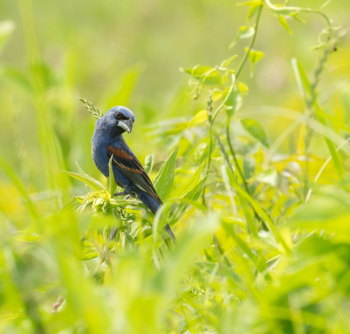 Blue Grosbeak - ML620611195