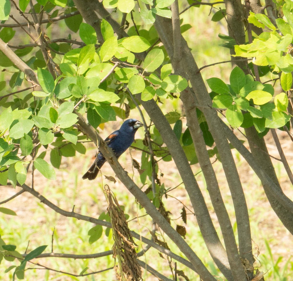 Blue Grosbeak - ML620611196