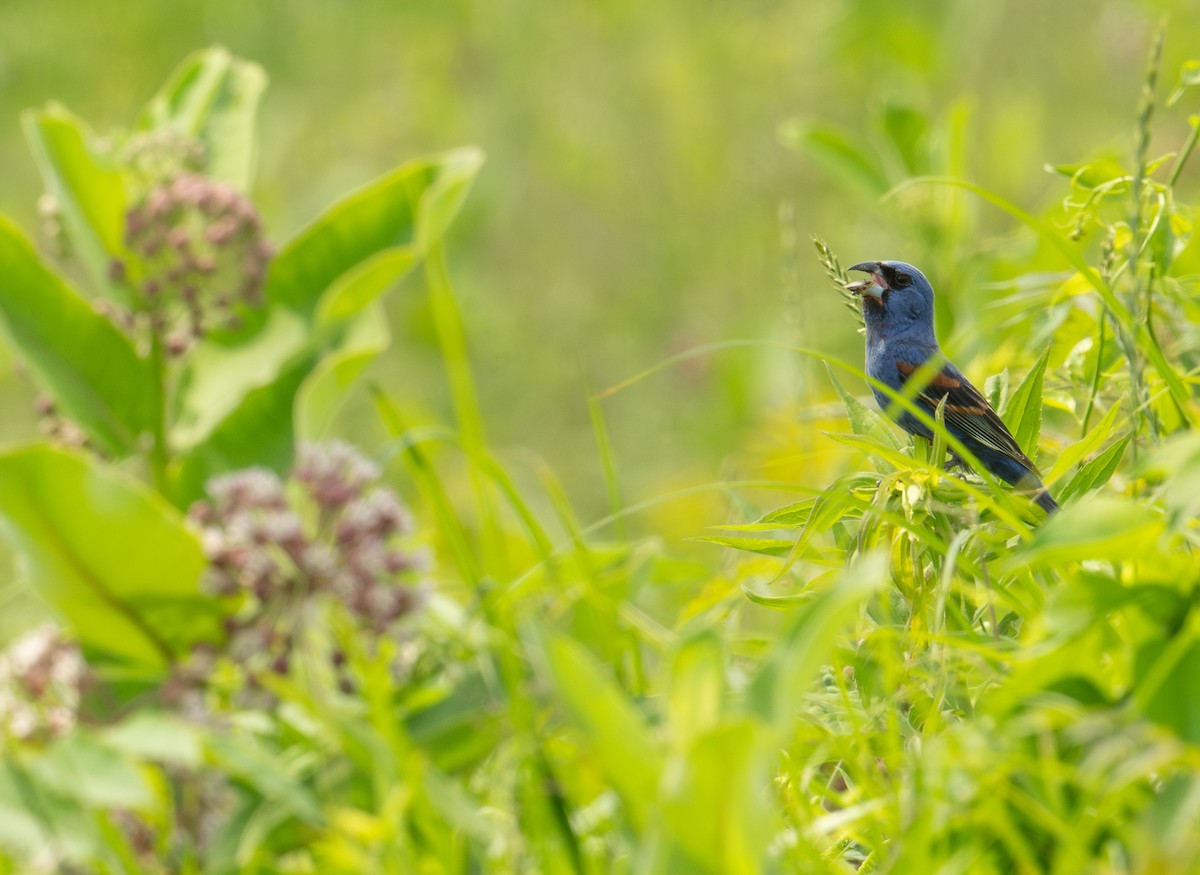 Blue Grosbeak - Brian Zylich