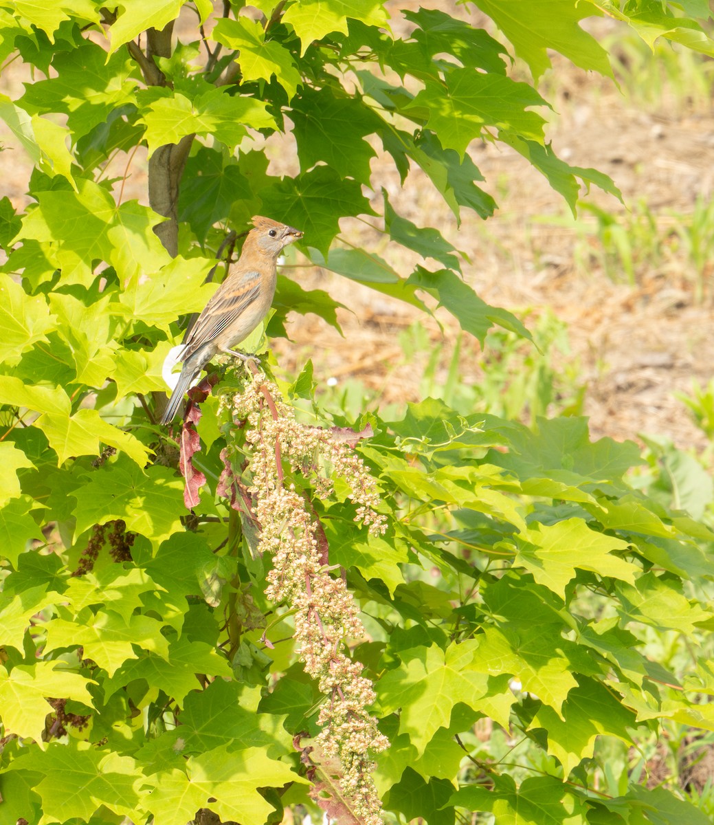 Blue Grosbeak - ML620611200