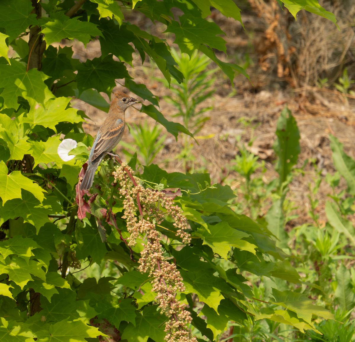 Blue Grosbeak - ML620611201