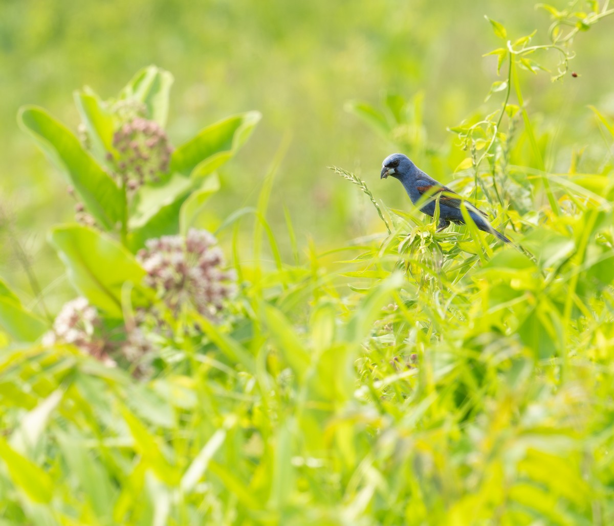 Blue Grosbeak - ML620611202