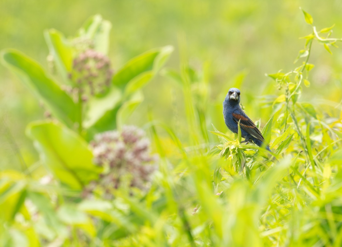 Blue Grosbeak - ML620611203