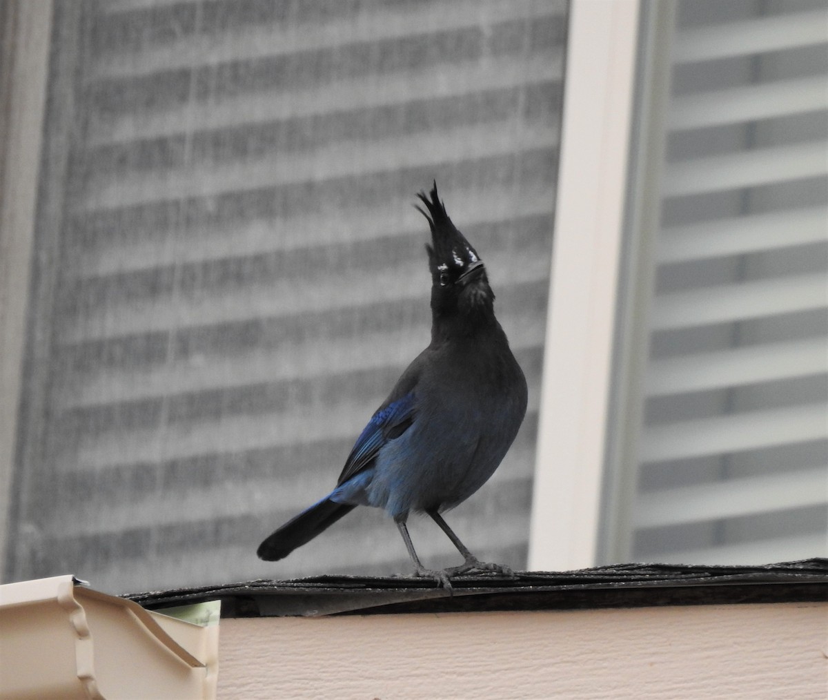 Steller's Jay (Southwest Interior) - ML620611204