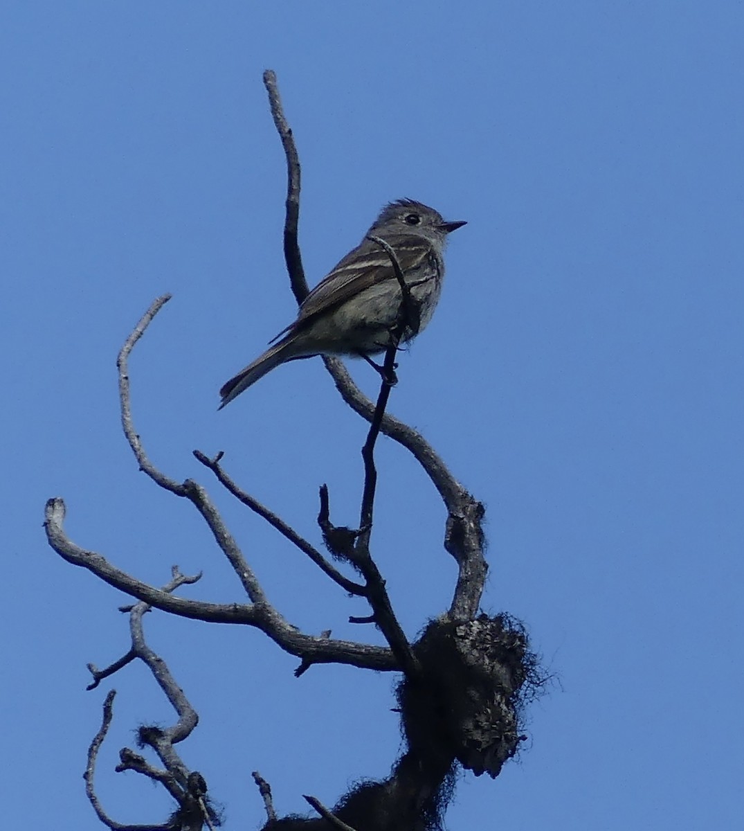 Hammond's Flycatcher - ML620611208