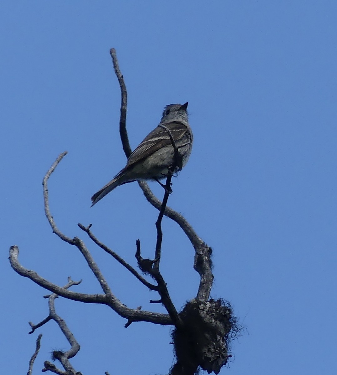 Hammond's Flycatcher - ML620611209