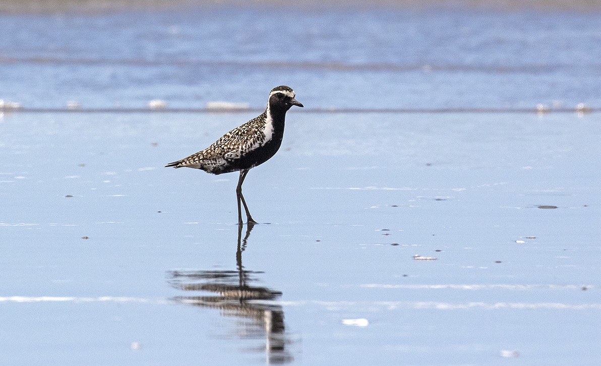 Pacific Golden-Plover - ML620611210