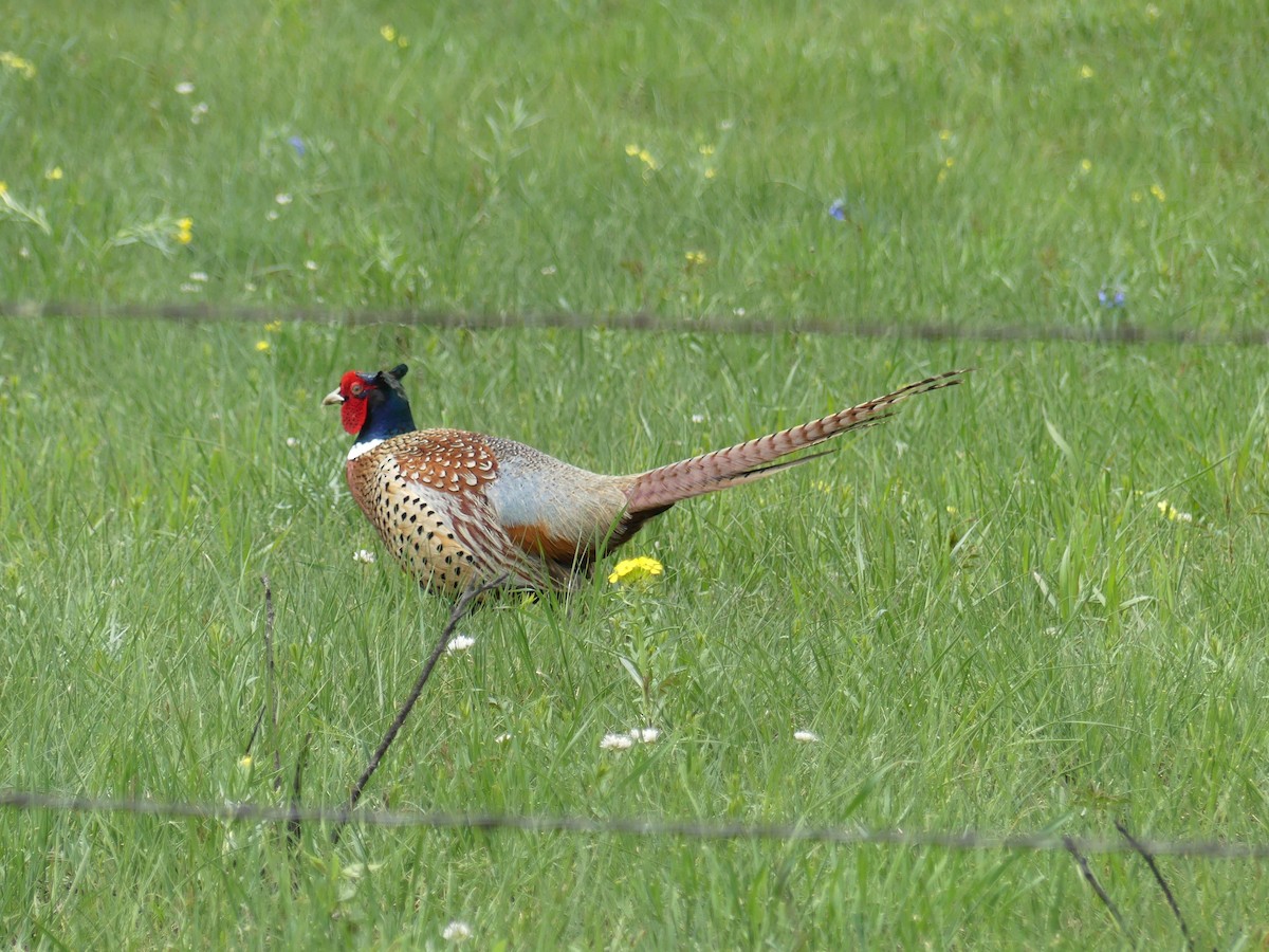 Ring-necked Pheasant - ML620611213