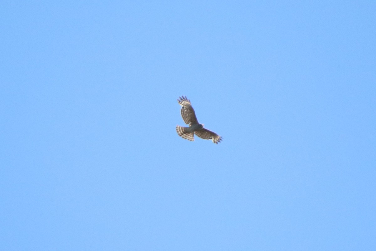 Red-shouldered Hawk - ML620611216