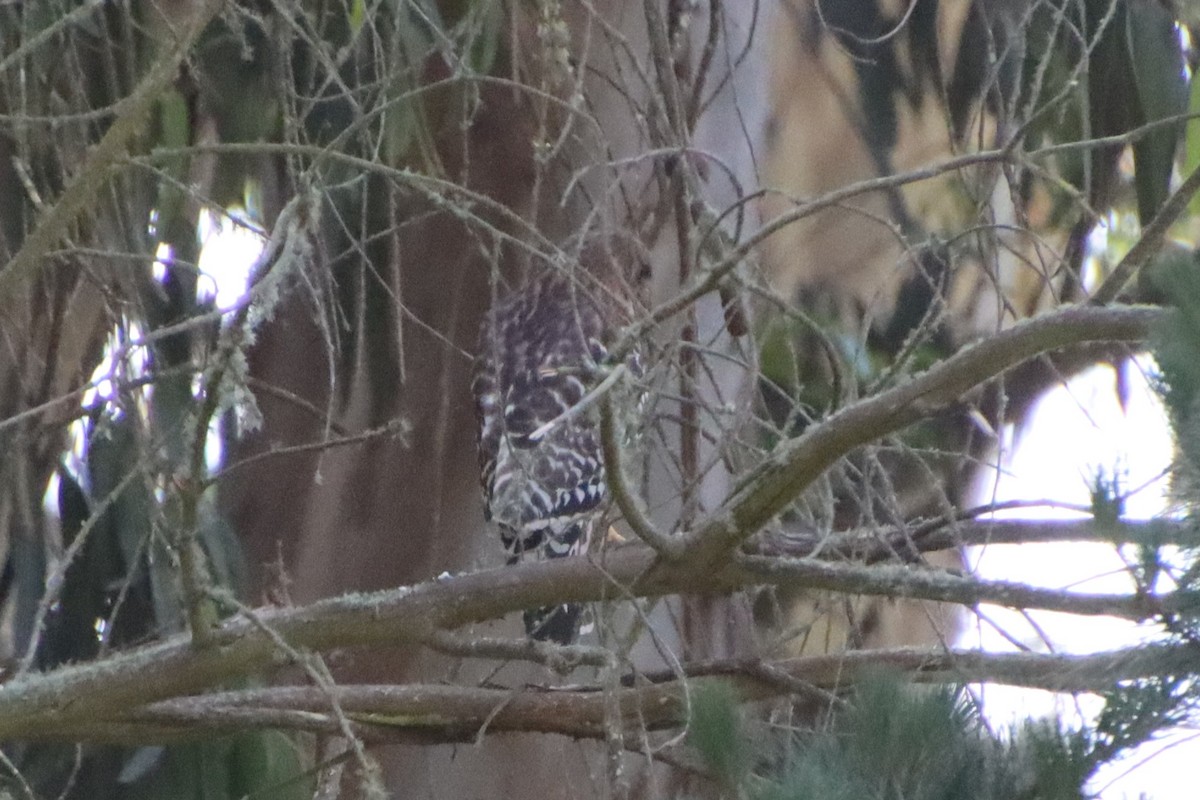 Red-shouldered Hawk - ML620611218