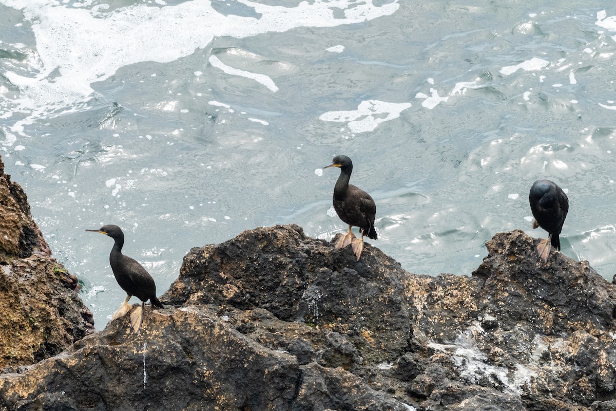 Cormorán Moñudo (Mediterráneo) - ML620611225