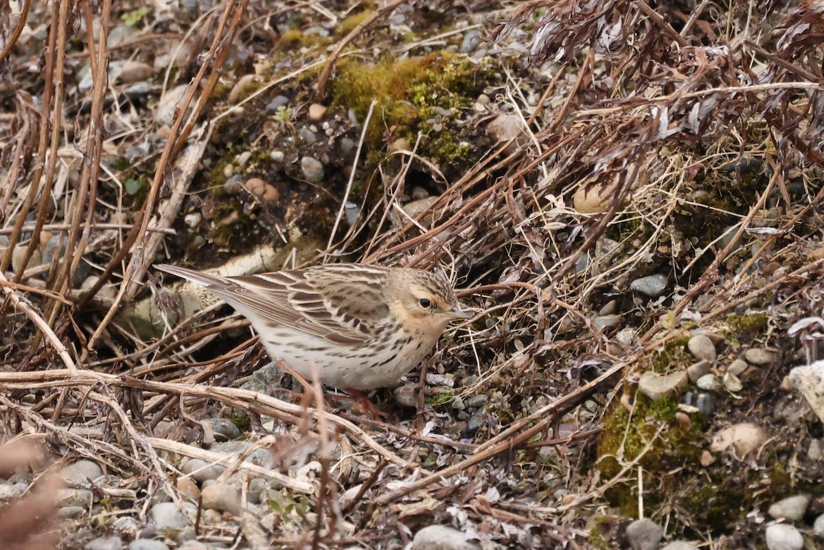 Red-throated Pipit - ML620611228