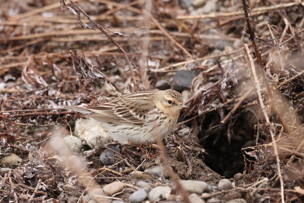 Red-throated Pipit - ML620611229