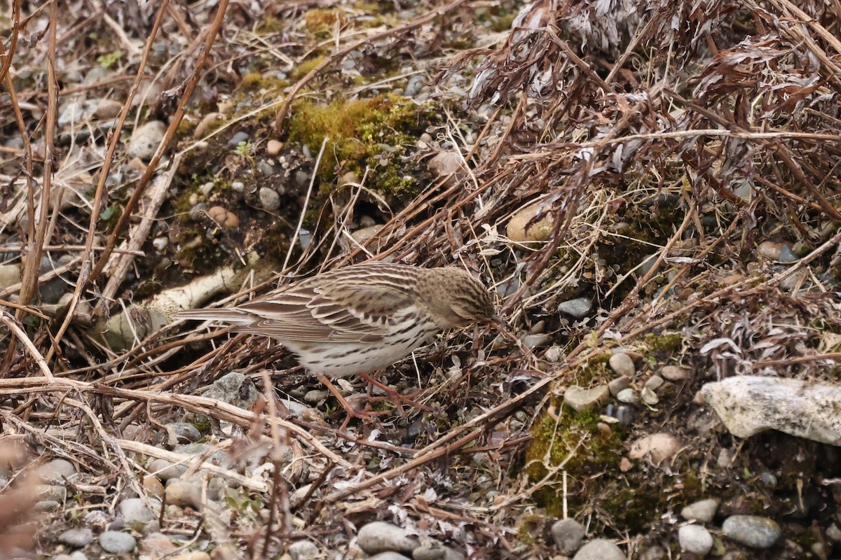 Red-throated Pipit - ML620611230