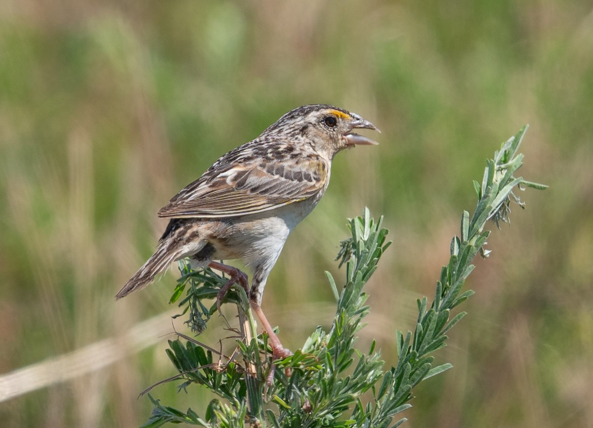 Grasshopper Sparrow - ML620611231