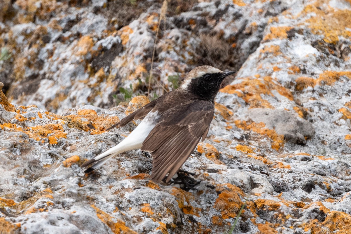 Pied Wheatear - ML620611233