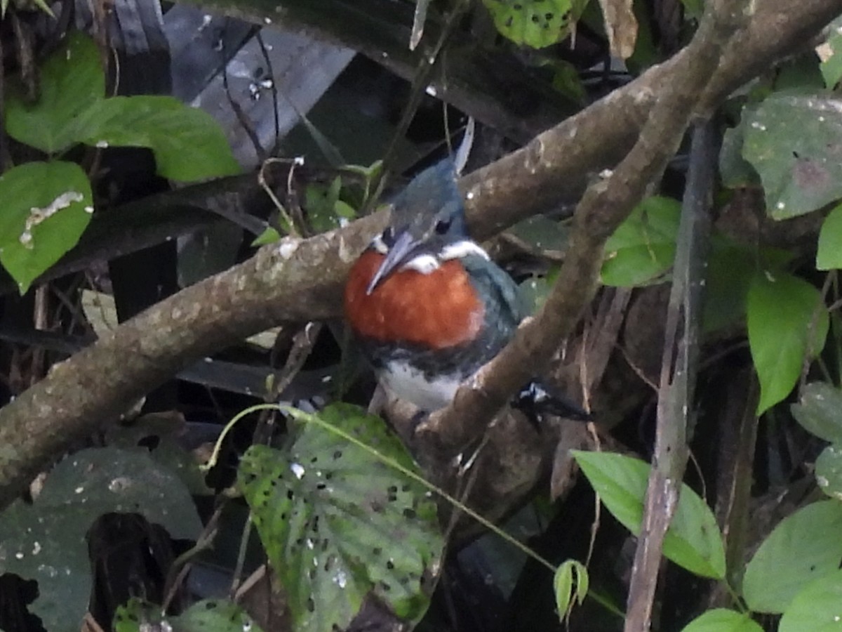 Green Kingfisher - Jhon Carlos Andres Rivera Higuera