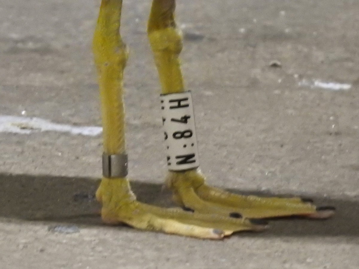 Yellow-legged Gull - ML620611240