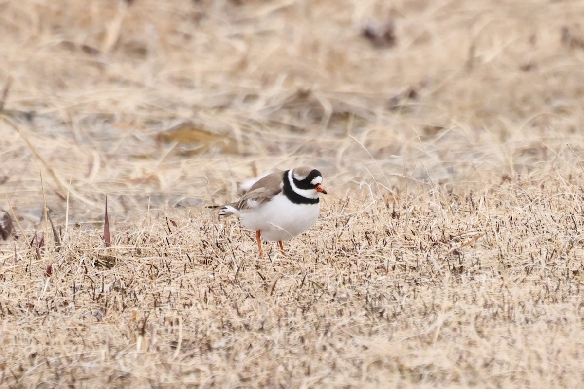 Common Ringed Plover - ML620611242