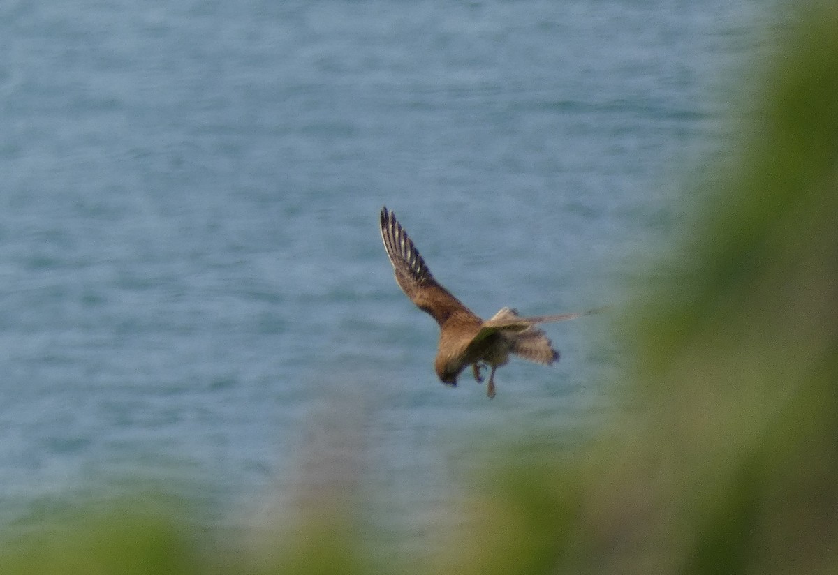 Eurasian Kestrel - ML620611246