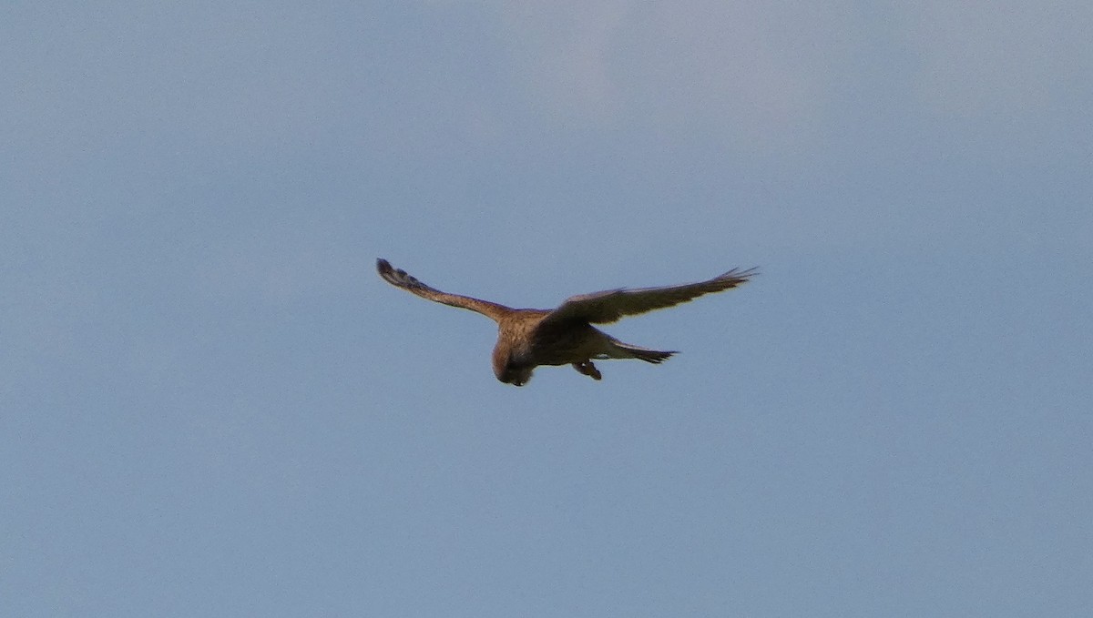 Eurasian Kestrel - ML620611247