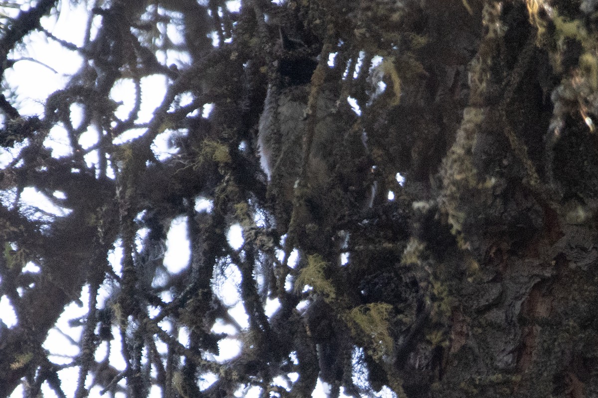 Boreal Chickadee - ML620611249