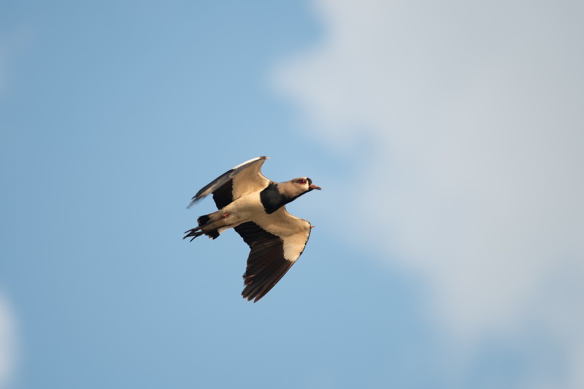 Southern Lapwing - Gabe LaCount