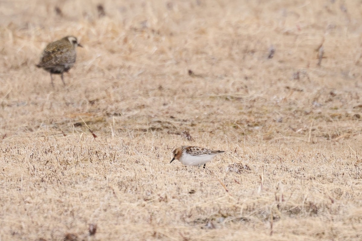 Red-necked Stint - ML620611253