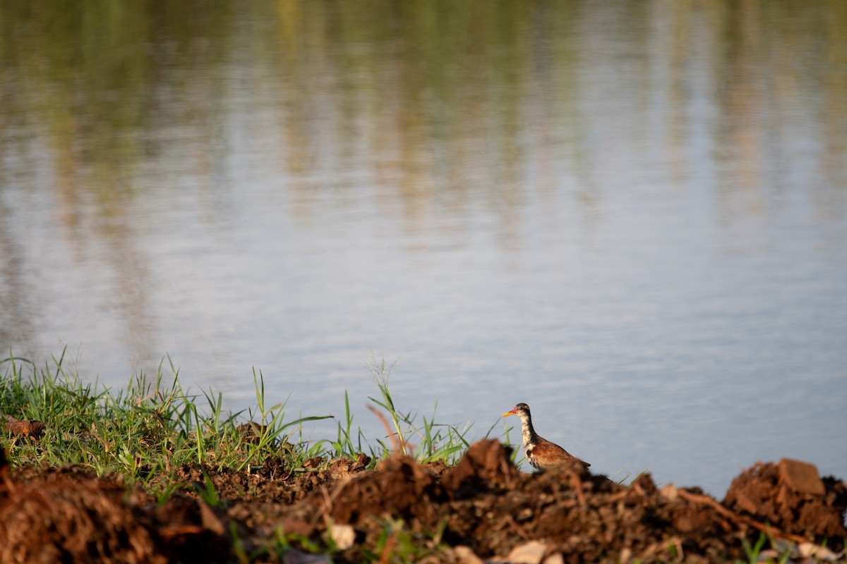 Wattled Jacana - ML620611256